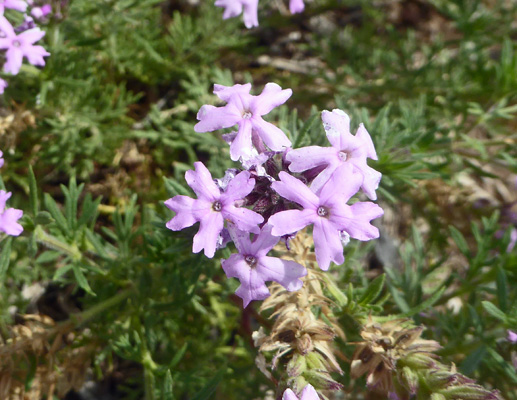 Dakota Mock-vervain (Glandularia ipinnatifida)