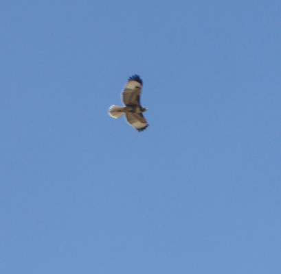 juvenile Ferruginous Hawk