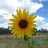 Prairie Sunflower