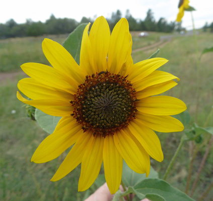 Prairie Sunflowers (Helianthus petiolaris)