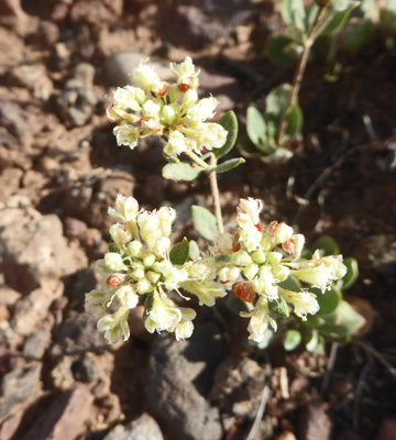 James Wild Buckwheat (Eriogonum jamesii)