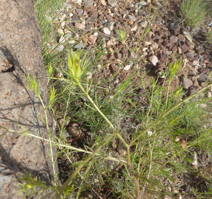 Wright's Bird's-beak (Cordylanthus wrightii)