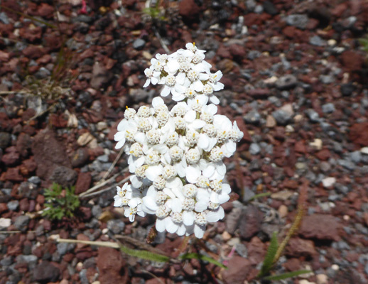 Yarrow (Achellia millefolium)