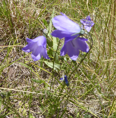 Harebells (Campanula rotundifolia)