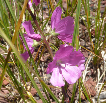 New Mexico Checkermallow (Sidalcea neomexicana)