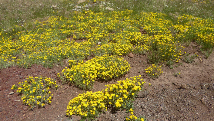 Hairy Goldenaster (Heterotheca villosa)