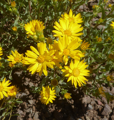 Hairy Goldenaster (Heterotheca villosa)