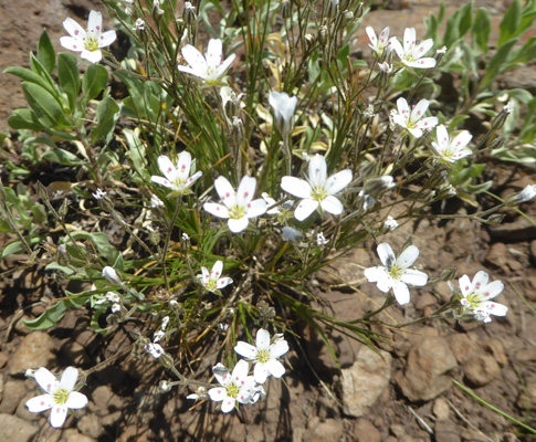 Fendler's Sandwort (Eremogone fendleri)