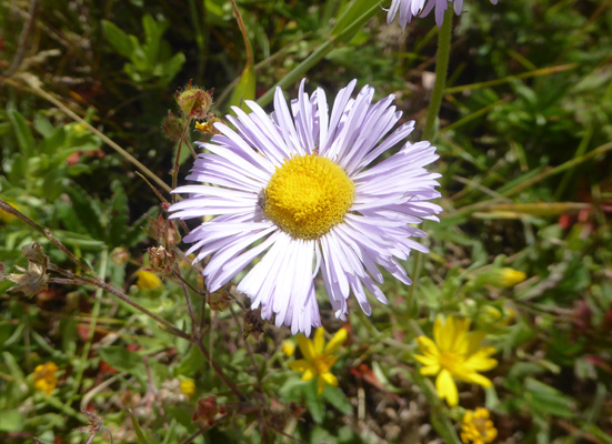 Vreeland's Erigeron (Erigeron vreelandii)