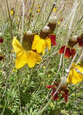 Upright Prairie Coneflowers (Ratibida columnifera)