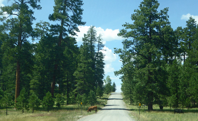 FR 117 cows on the road
