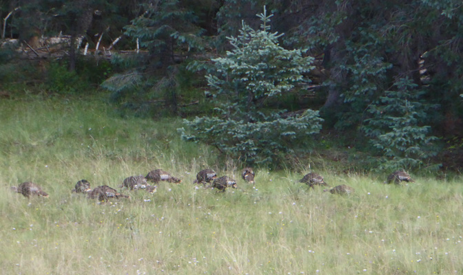 Wild Turkeys