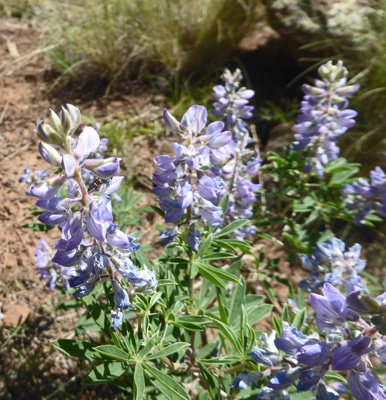 Broadleaf Lupine (Lupinus latifolius)