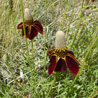 Upright Prairie Coneflower