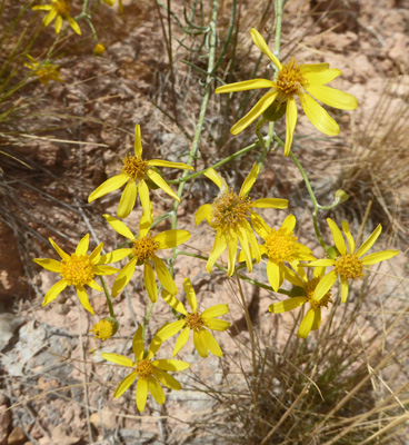 Broomlike Ragwort (Senecio spartioides)