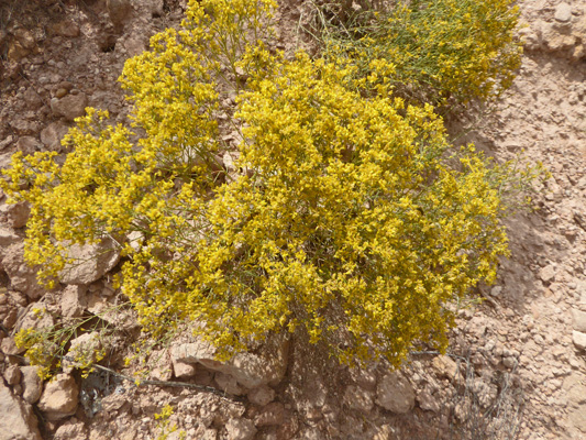 Rubber Rabbitbush (Ericameria nauseosa)