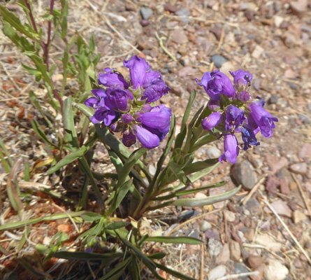 Mat Penstemon (Penstemon oliganthus)