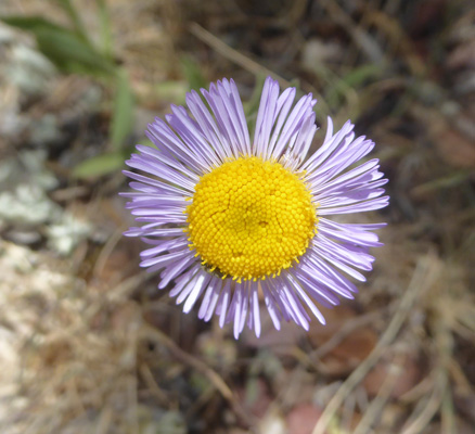 Beautiful Fleabane (Erigeron formosissimus)