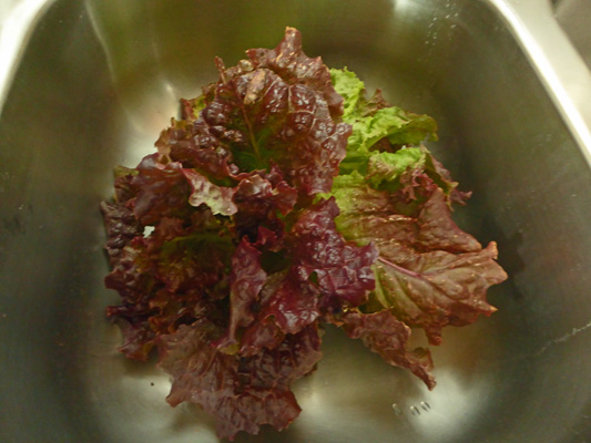 Red Sails Lettuce