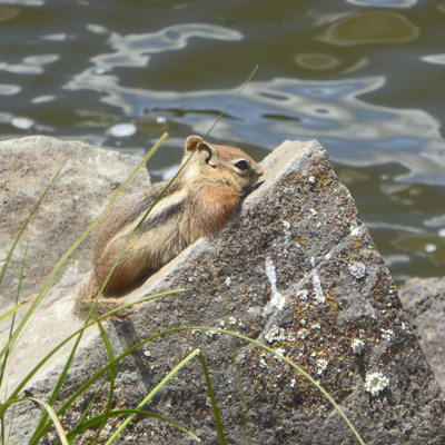 Antelope Ground-Squirrel