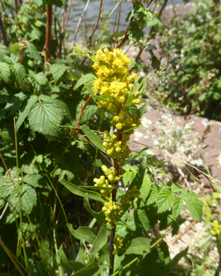 Coast Goldenrod (Solidago spathulate)