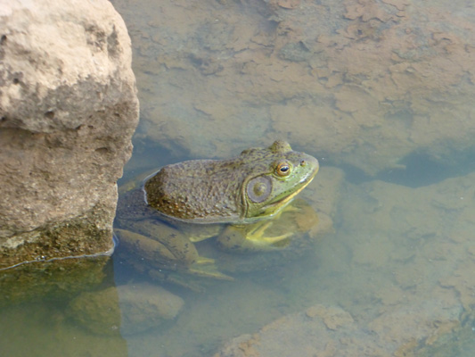 bullfrog