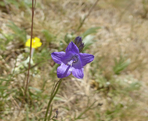 Harebells (Campanula rotundifolia)