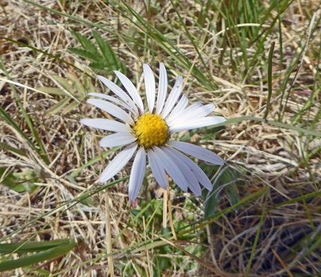 Eaton's Fleabane (Erigeron eatonii)