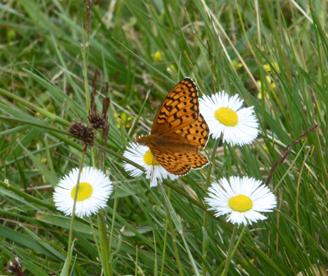 Chaparral Fleabane (Erigeron oreophilus)