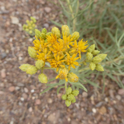 Rock Goldenrod (Petradoria pumila)