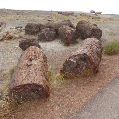 Petrified logs