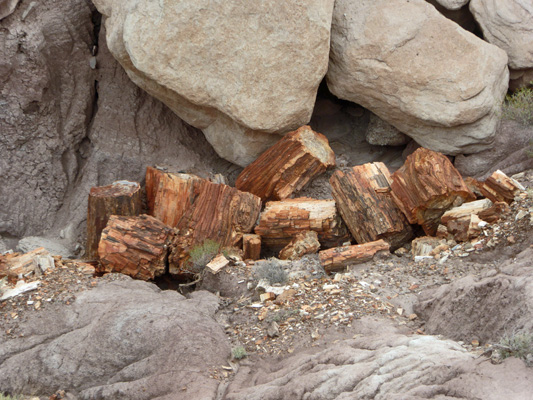 Petrified logs