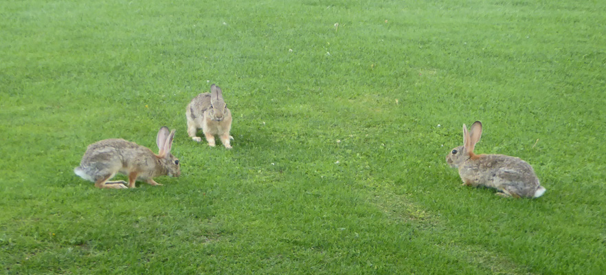 3 bunnies