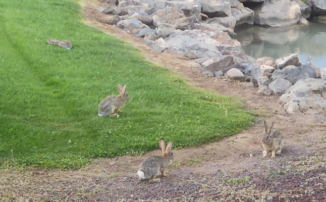 4 bunnies