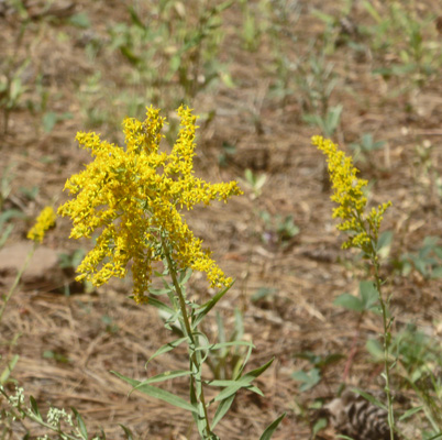 Velvety Goldenrod