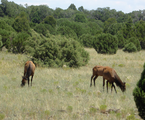 Elk on Penrod Rd