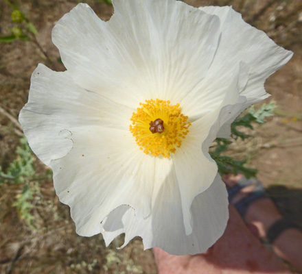 Prickly Poppies (Argemone polyanthemos)