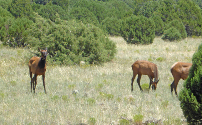 Elk on Penrod Rd