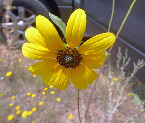 Prairie Sunflowers (Helianthus petiolaris)