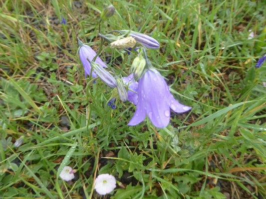 Harebells (Campanula rotundifolia)