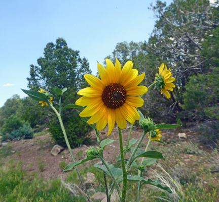 Prairie Sunflowers (Helianthus petiolaris)