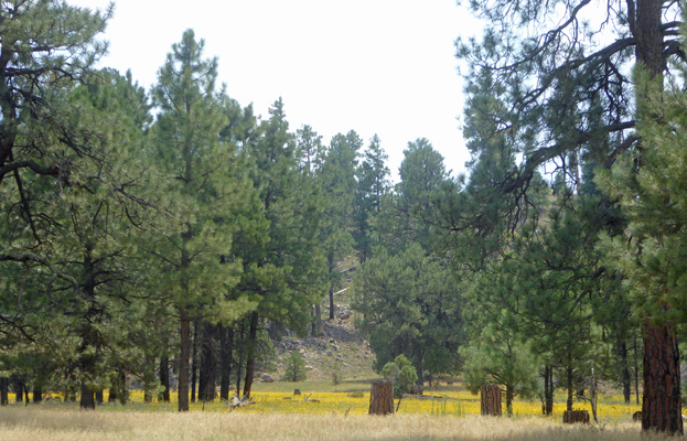 Slender Goldenweed (Xanthisma gracile)