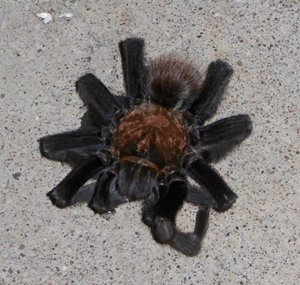 Tarantula