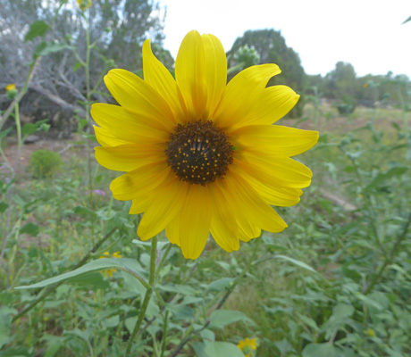 Prairie Sunflowers (Helianthus petiolaris)