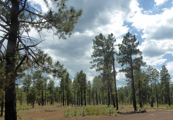 Ponderosa Pines