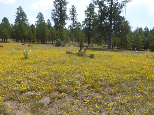 Slender Goldenweed (Xanthisma gracile)