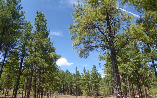 Ponderosa Pines