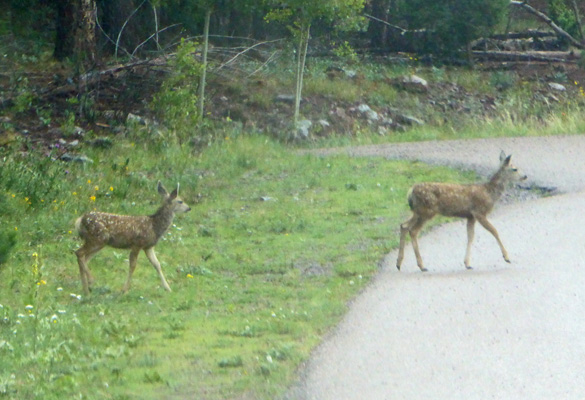 fawns