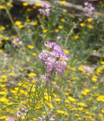 Rocky Mountain Bee Plant (Peritoma serrulata)