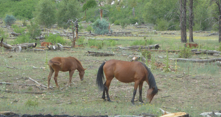 horses